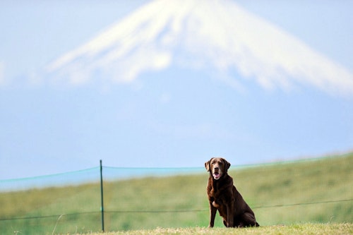 富士山を望む絶景ドッグランを走る！愛犬と行く伊豆・熱海のおすすめスポット