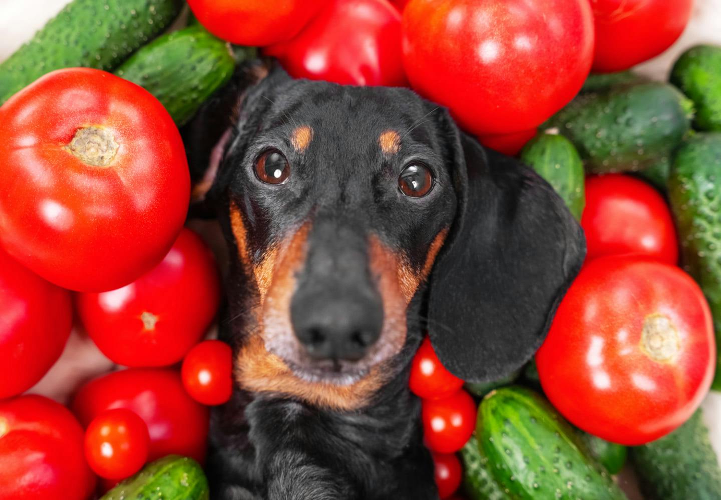 犬はトマトを食べても大丈夫 生と加熱どちらがいいのか 危険な部位など与える際の注意点について解説 獣医師監修 わんクォール