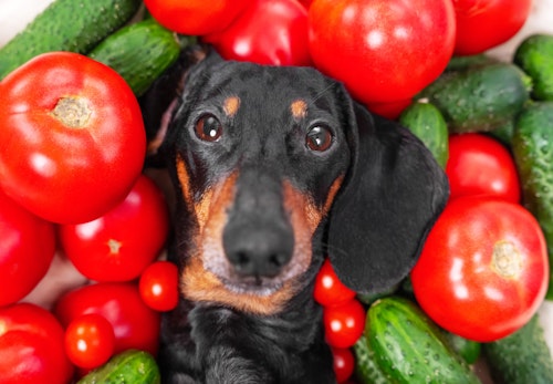 トマトに囲まれる犬