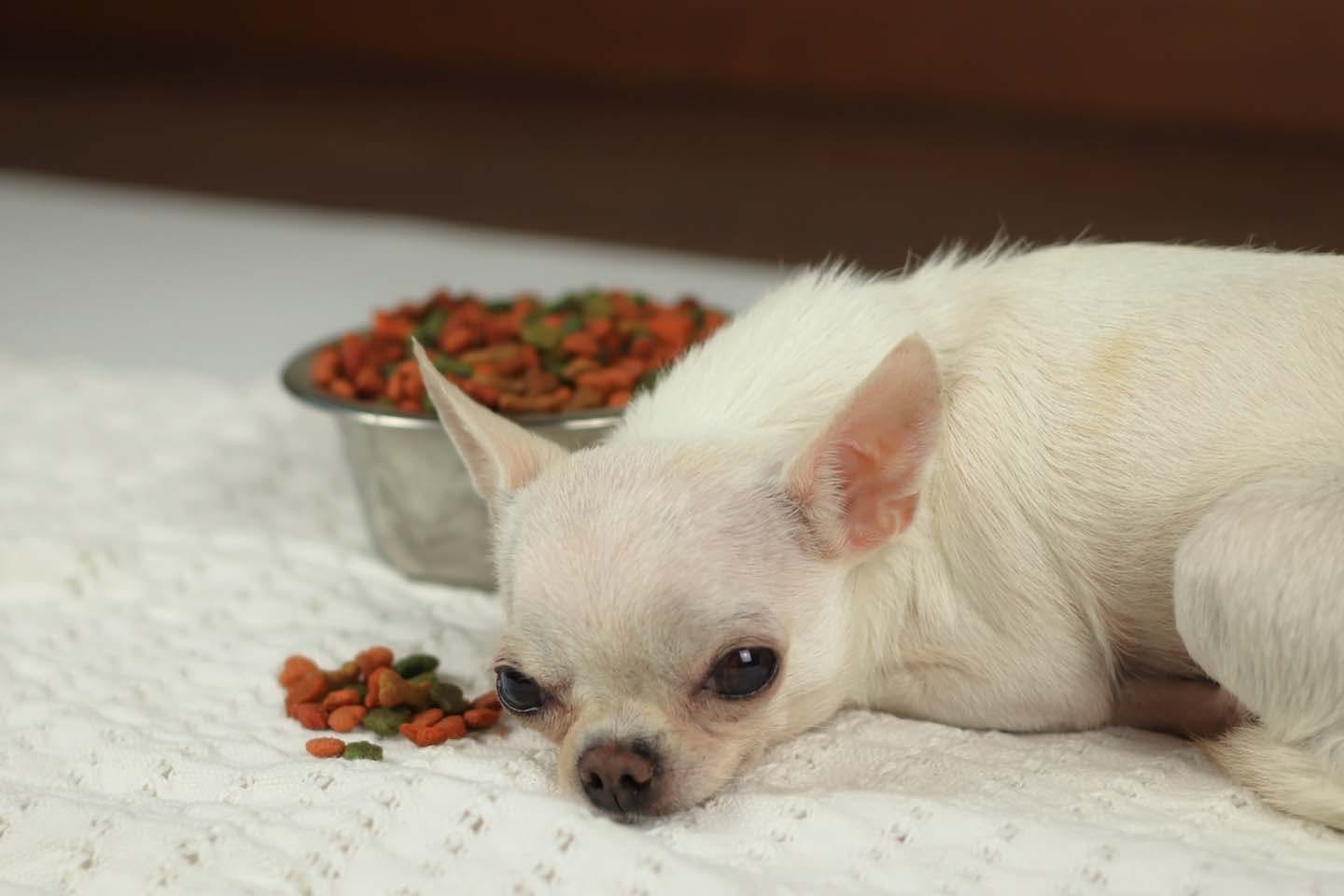 獣医師監修 老犬がご飯を食べない時はどうすれば 飼い主ができる工夫や病気の可能性 注意点などを解説 Senior シニア わんクォール