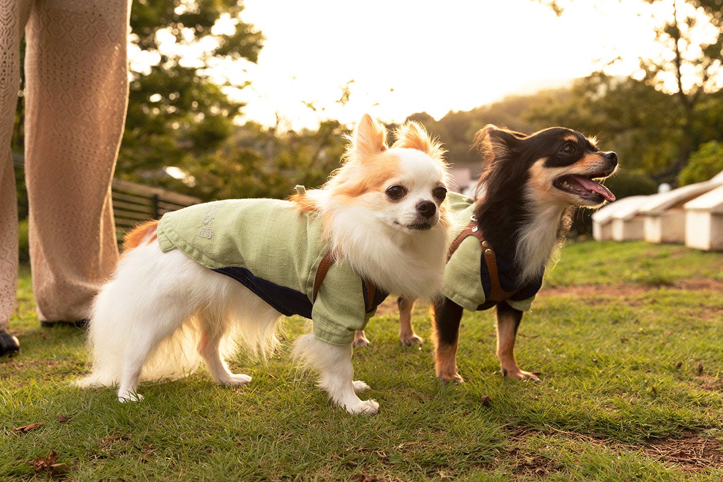 愛犬お宿のドッグラン