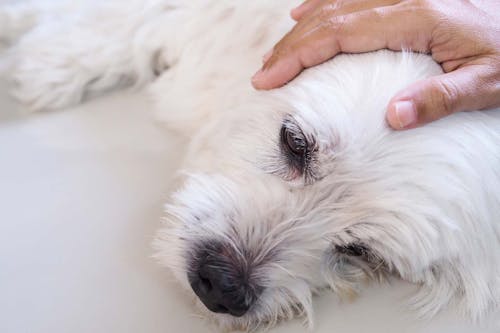 獣医師監修 老犬の夜鳴き 夜泣き の原因とは 対処法と注意点 普段からできる予防策について解説 わんクォール