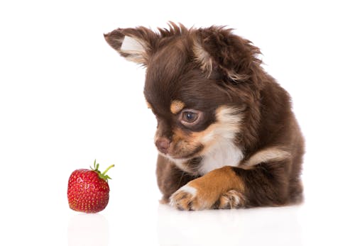犬はいちごを食べても大丈夫 与え方の注意点や適量を解説 獣医師監修 わんクォール