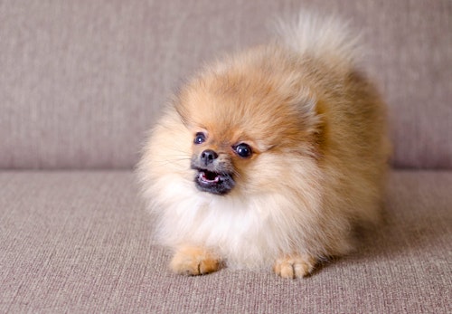 犬に噛まれたら 注意したい感染症や傷口への対処法 病院は何科に行くべきかを解説 獣医師監修 わんクォール 犬に噛まれたら 注意したい感染症や傷口への対処法 病院は何科に行くべきかを解説 獣医師監修 わんクォール