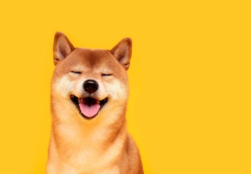 獣医師監修 柴犬はどんな犬 性格や飼いやすさ しつけのコツや特徴について解説 わんクォール 獣医師監修 柴犬はどんな犬 性格や飼いやすさ しつけのコツや特徴について解説 わんクォール
