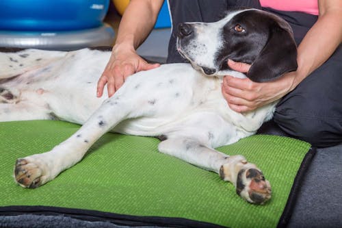 老犬がご飯を食べない時はどうすれば 飼い主ができる食事の工夫と考えられる病気 注意点について解説 獣医師監修 わんクォール