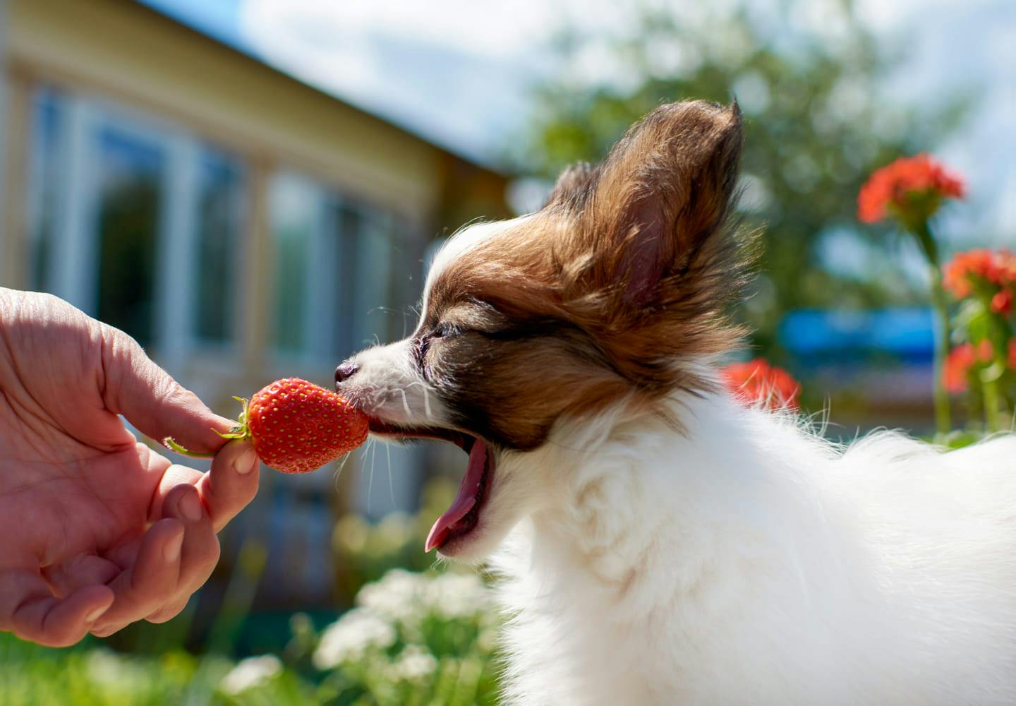 獣医師監修 犬はいちごを食べて大丈夫 注意点やおすすめの与え方 栄養面のメリットなどについて解説 Illness 病気 わんクォール