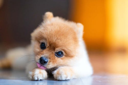 犬が自分の足をなめる理由とは 原因と注意点 やめさせる方法を解説 獣医師監修 わんクォール 犬が自分の足をなめる理由とは 原因と注意点 やめさせる方法を解説 獣医師監修 わんクォール