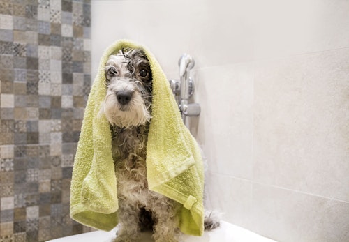 犬をお風呂に入れる頻度は 適温や注意点 嫌がる時の対処法を解説 獣医師監修 わんクォール 犬をお風呂に入れる頻度は 適温や注意点 嫌がる時の対処法を解説 獣医師監修 わんクォール