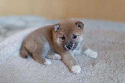 獣医師監修 犬のフケが多いときの対処法は 原因と病気の可能性 病院に連れていくべき症状などについて解説 わんクォール