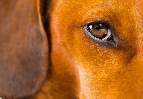 犬の涙やけの原因って_茶色の犬の目