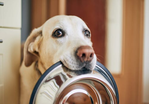 犬はメロンを食べても大丈夫 あげる際の注意点やうれしい効果 おすすめの与え方を解説 獣医師監修 わんクォール