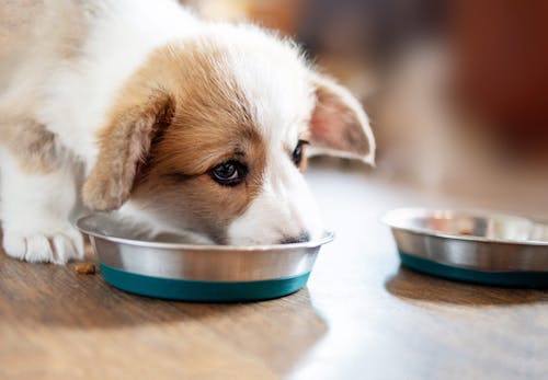 犬は豆腐を食べても大丈夫 与える際の注意点や健康面のメリット 適量などを解説 獣医師監修 わんクォール