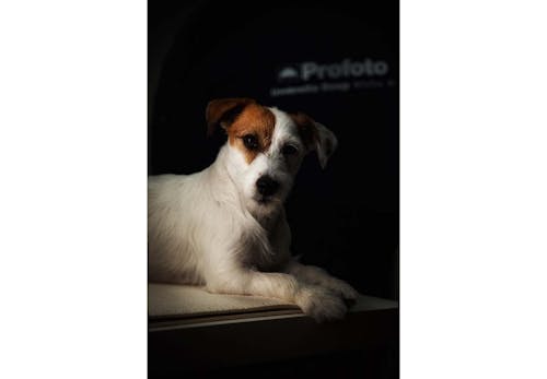 愛犬の写真をスマホで上手に撮る方法とは フォトグラファー直伝の撮影の基本と かわいい表情を引き出すテクを紹介します わんクォール