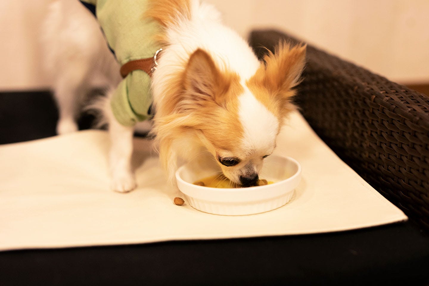 夕食を食べるこひめちゃん