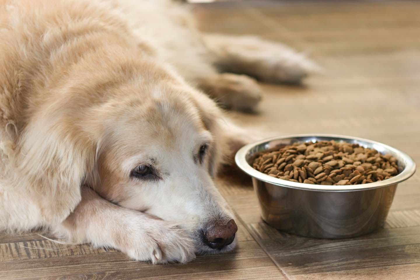 老犬がご飯を食べない時はどうすれば 飼い主ができる食事の工夫と考えられる病気 注意点について解説 獣医師監修 わんクォール