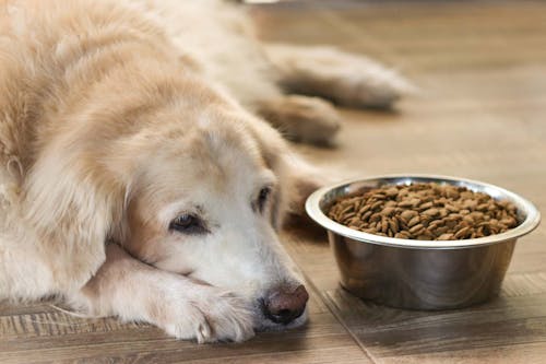 老犬がご飯を食べない時はどうすれば 飼い主ができる食事の工夫と考えられる病気 注意点について解説 獣医師監修 わんクォール 老犬がご飯を食べない時はどうすれば 飼い主ができる食事の工夫と考えられる病気 注意点について解説 獣医師監修 わんクォール