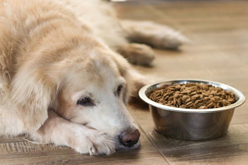 老犬がご飯を食べない時はどうすれば 飼い主ができる食事の工夫と考えられる病気 注意点について解説 獣医師監修 わんクォール