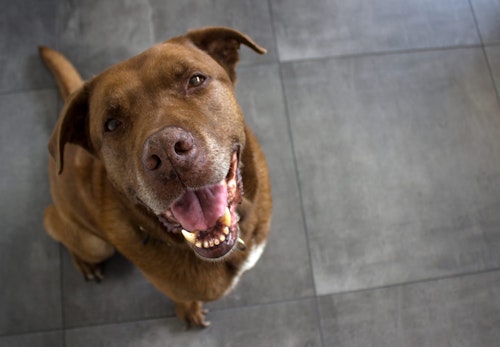 獣医師監修 犬の寿命は何歳くらい 犬種別の平均寿命や長生きさせるための注意点などを解説 わんクォール 獣医師監修 犬の寿命は何歳くらい 犬種別の平均寿命や長生きさせるための注意点などを解説 わんクォール