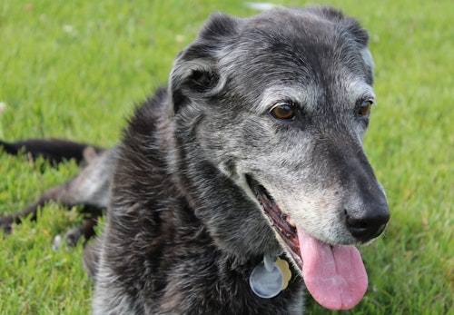 犬の認知症とは 主な症状と介護 サポート方法を解説 症状チェックリストを確認しよう 獣医師監修 わんクォール 犬の認知症とは 主な症状と介護 サポート方法を解説 症状チェックリストを確認しよう 獣医師監修 わんクォール