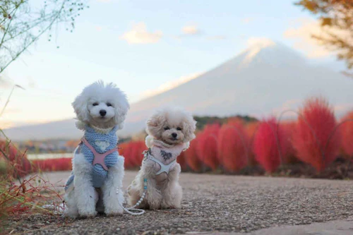 河口湖 西湖 秋の犬連れ観光プラン 店内okのランチも わんクォール 河口湖 西湖 秋の犬連れ観光プラン 店内okのランチも わんクォール
