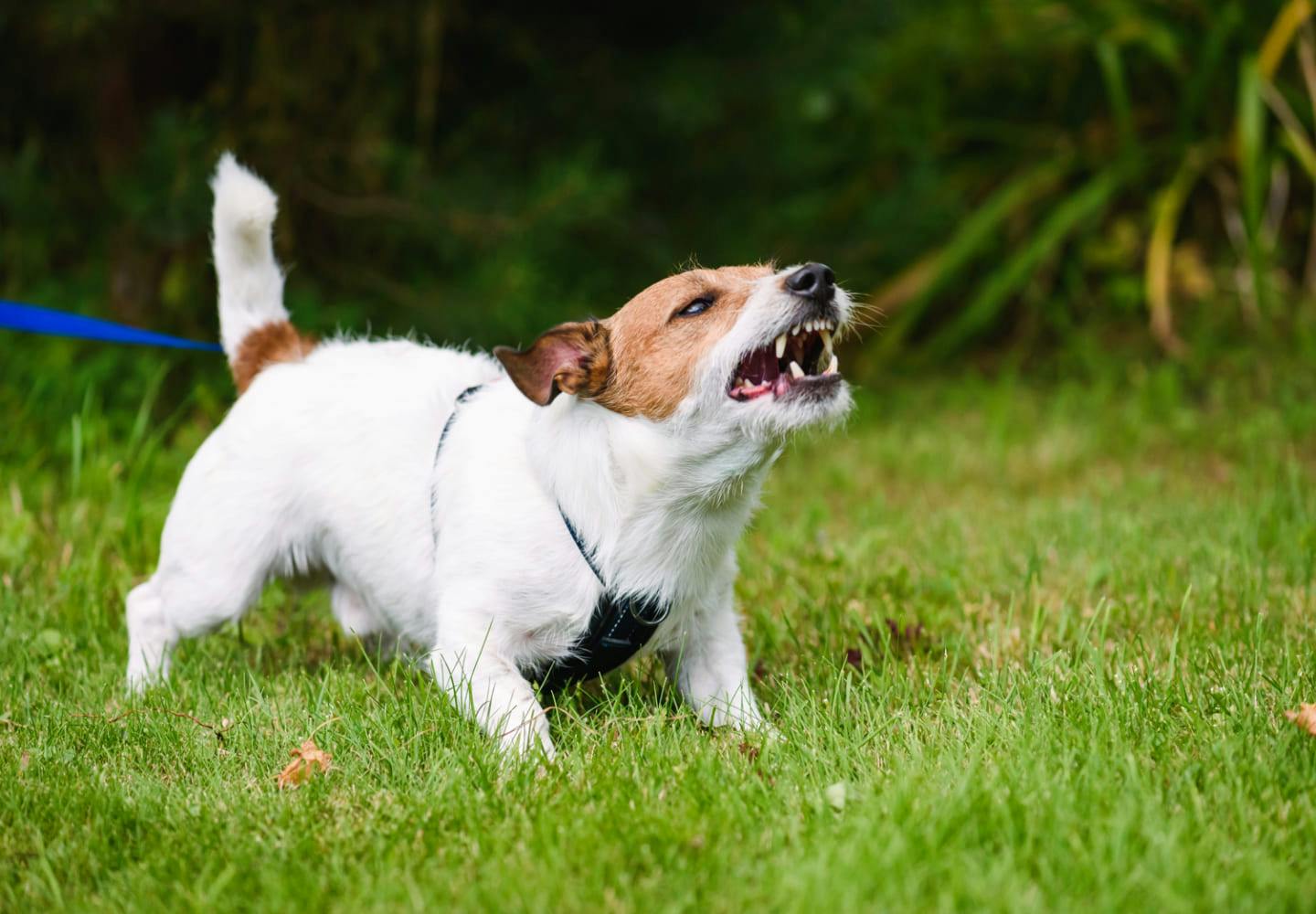 犬に噛まれたら 傷口への応急処置や注意したい感染症 病院の何科を受診すればいいのかを解説 獣医師監修 Health 健康 わんクォール