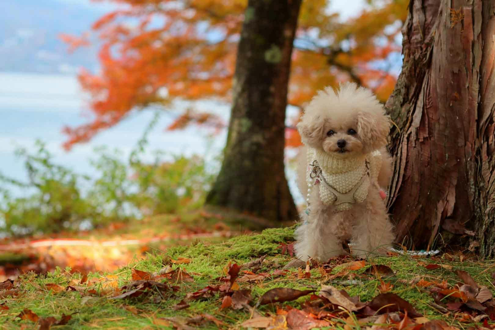 【山中湖】愛犬と海外旅行気分が味わえる観光スポットを紹介♪