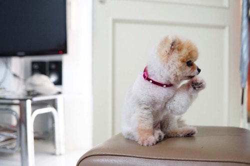 犬が自分の足を舐める原因は 病院に連れて行くべき症状と対処法について解説 獣医師監修 わんクォール 犬が自分の足を舐める原因は 病院に連れて行くべき症状と対処法について解説 獣医師監修 わんクォール