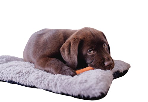 犬に生のにんじんを与えるのはng 加熱の必要性や適量 与え方の注意点などを解説 獣医師監修 わんクォール