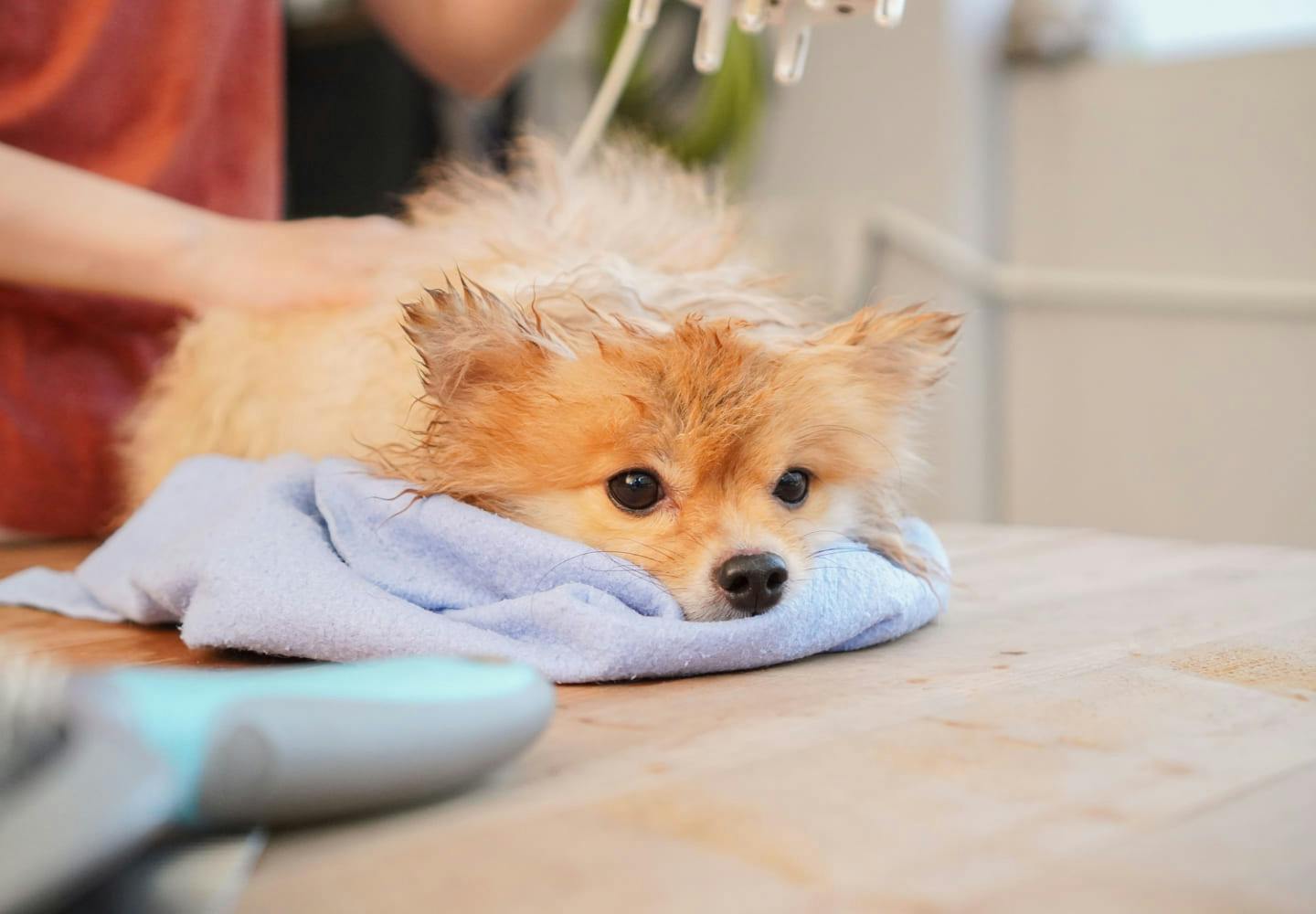 獣医師監修 犬にお風呂は必要 メリットや入れる頻度 注意点や嫌がるときの対処法などを解説 Care お手入れ わんクォール