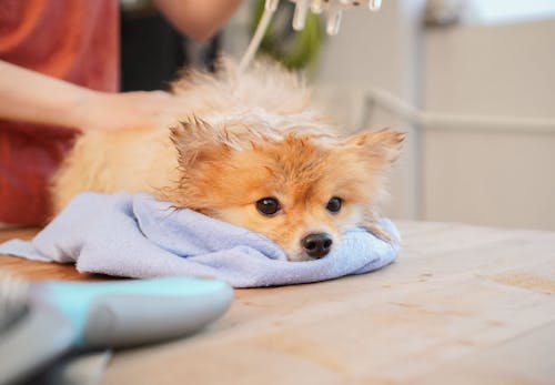 犬をお風呂に入れる頻度は 適温や注意点 嫌がる時の対処法を解説 獣医師監修 わんクォール 犬をお風呂に入れる頻度は 適温や注意点 嫌がる時の対処法を解説 獣医師監修 わんクォール