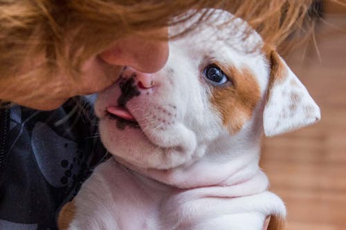 犬が自分の足をなめる理由とは 原因と注意点 やめさせる方法を解説 獣医師監修 わんクォール