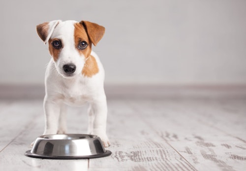 犬は桃を食べても大丈夫 与える際の注意点やアレルギーの危険性 適量について解説 獣医師監修 わんクォール 犬は桃を食べても大丈夫 与える際の注意点やアレルギーの危険性 適量について解説 獣医師監修 わんクォール