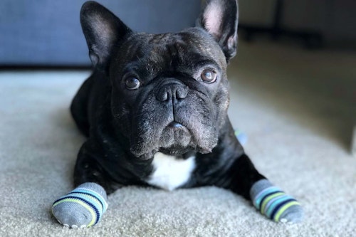 犬が自分の足を舐める原因は 病院に連れて行くべき症状と対処法について解説 獣医師監修 わんクォール 犬が自分の足を舐める原因は 病院に連れて行くべき症状と対処法について解説 獣医師監修 わんクォール