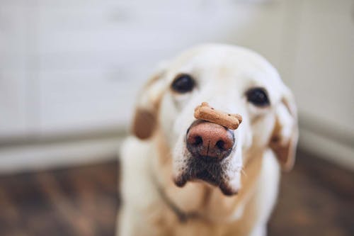 老犬がご飯を食べない時はどうすれば 飼い主ができる食事の工夫と考えられる病気 注意点について解説 獣医師監修 わんクォール