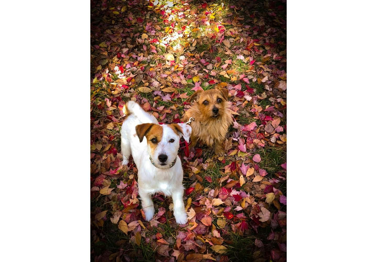 愛犬の写真をスマホで上手に撮る方法とは フォトグラファー直伝の撮影の基本と かわいい表情を引き出すテクを紹介します Living リビング わんクォール