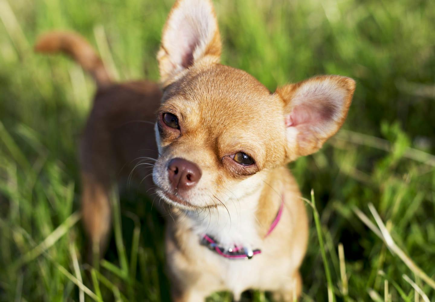 獣医師監修 チワワってどういう犬 性格や飼いやすさ しつけを始める時期や特徴について解説 Community コミュニティ わんクォール