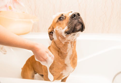 犬をお風呂に入れる頻度は 適温や注意点 嫌がる時の対処法を解説 獣医師監修 わんクォール 犬をお風呂に入れる頻度は 適温や注意点 嫌がる時の対処法を解説 獣医師監修 わんクォール