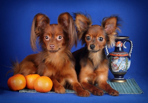 犬はみかんを食べて大丈夫 薄皮など 与え方の注意点やメリットを解説 獣医師監修 わんクォール 犬はみかんを食べて大丈夫 薄皮など 与え方の注意点やメリットを解説 獣医師監修 わんクォール