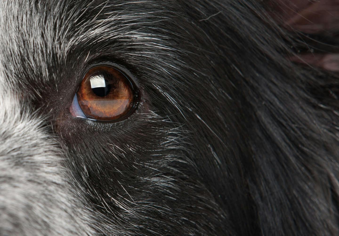 犬の涙やけの原因って_黒い犬の目