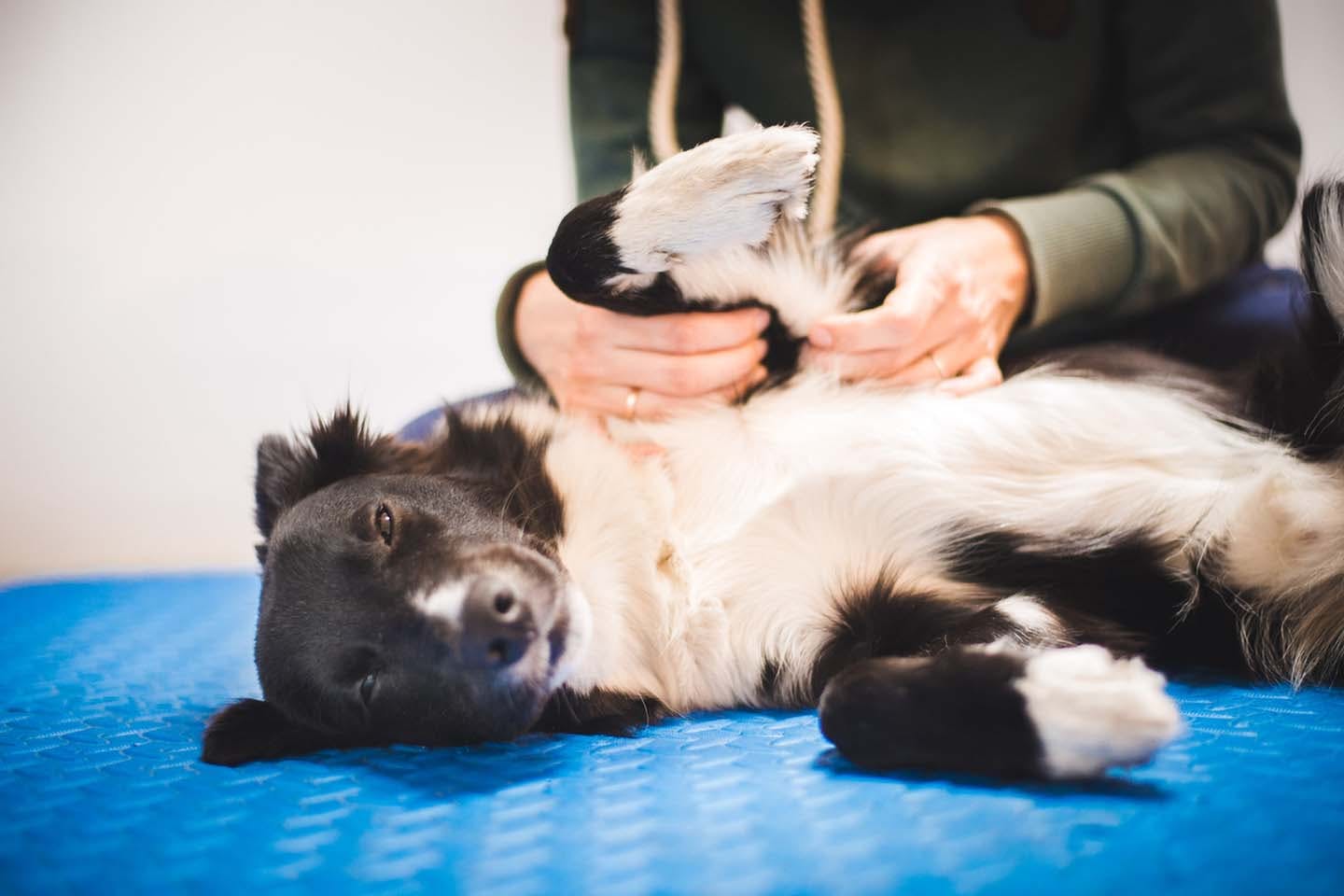 獣医師監修 犬の体にイボが 原因や良性と悪性の見分け方 病院に行くべき症状や予防策について解説 Illness 病気 わんクォール