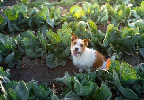 獣医師監修 犬にキャベツを食べさせても大丈夫 最適な量や健康面でのメリット 与える際の注意点などを解説 わんクォール 獣医師監修 犬にキャベツを食べさせても大丈夫 最適な量や健康面でのメリット 与える際の注意点などを解説 わんクォール