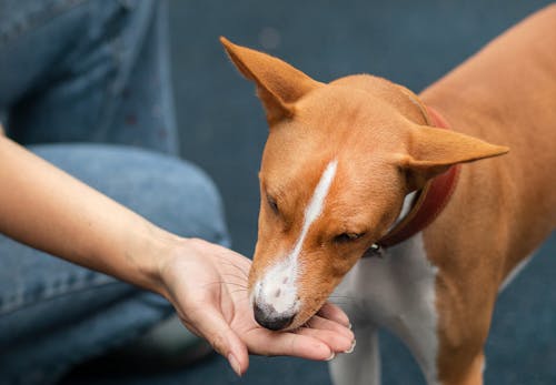 犬は桃を食べても大丈夫 与える際の注意点やアレルギーの危険性 適量について解説 獣医師監修 わんクォール