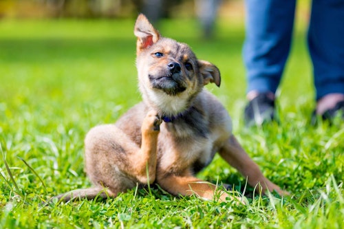 獣医師監修 犬のフケが多いときの対処法は 原因と病気の可能性 病院に連れていくべき症状などについて解説 わんクォール 獣医師監修 犬のフケが多いときの対処法は 原因と病気の可能性 病院に連れていくべき症状などについて解説 わんクォール