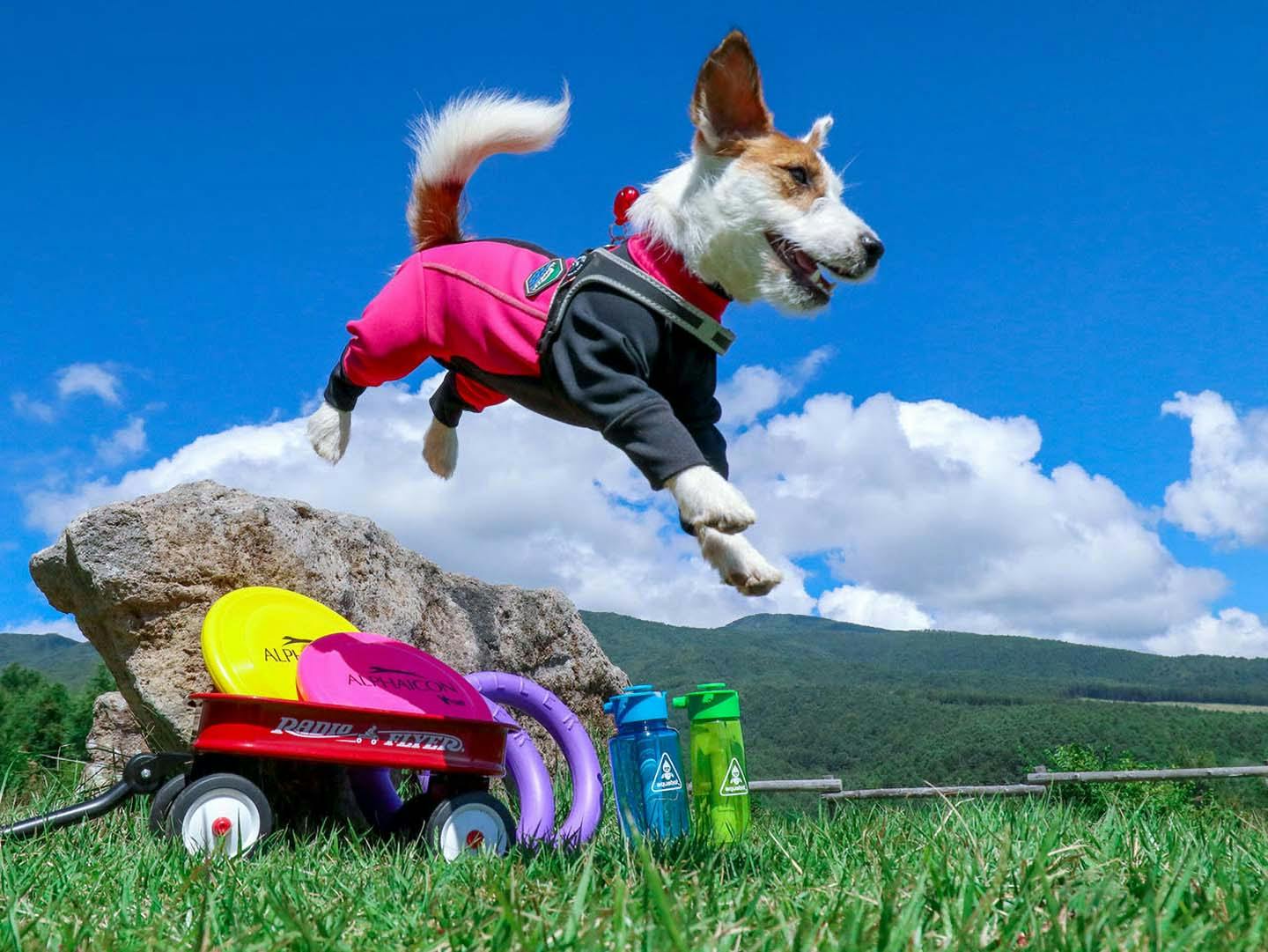 愛犬の写真をスマホで上手に撮る方法とは フォトグラファー直伝の撮影の基本と かわいい表情を引き出すテクを紹介します Living リビング わんクォール