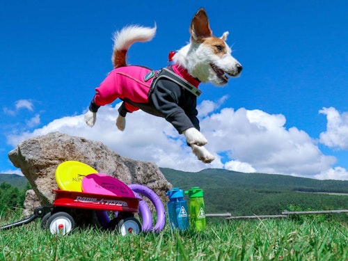 スマホのフォーカスロックと連写で撮影した犬の写真