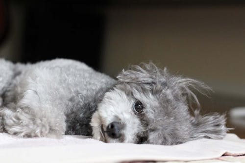 老犬がご飯を食べない時はどうすれば 飼い主ができる食事の工夫と考えられる病気 注意点について解説 獣医師監修 わんクォール 老犬がご飯を食べない時はどうすれば 飼い主ができる食事の工夫と考えられる病気 注意点について解説 獣医師監修 わんクォール