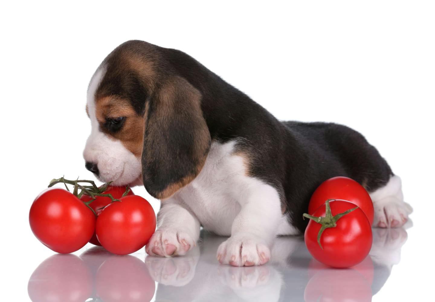 犬はトマトを食べても大丈夫！危険な部位やアレルギーへの注意点、正しい与え方を解説【獣医師監修】