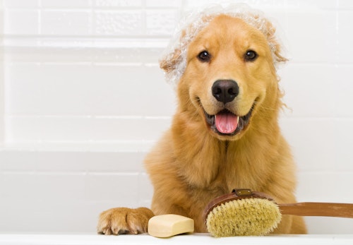 犬をお風呂に入れる頻度は？適温や注意点、嫌がる時の対処法を解説【獣医師監修】