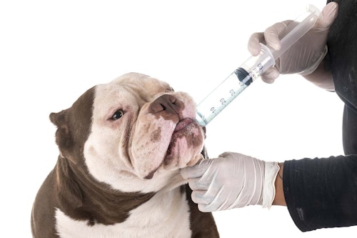 老犬がご飯を食べない時はどうすれば 飼い主ができる食事の工夫と考えられる病気 注意点について解説 獣医師監修 わんクォール 老犬がご飯を食べない時はどうすれば 飼い主ができる食事の工夫と考えられる病気 注意点について解説 獣医師監修 わんクォール